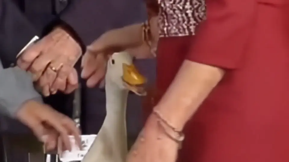 Pato Merlín abrió el pico l CAPTURA