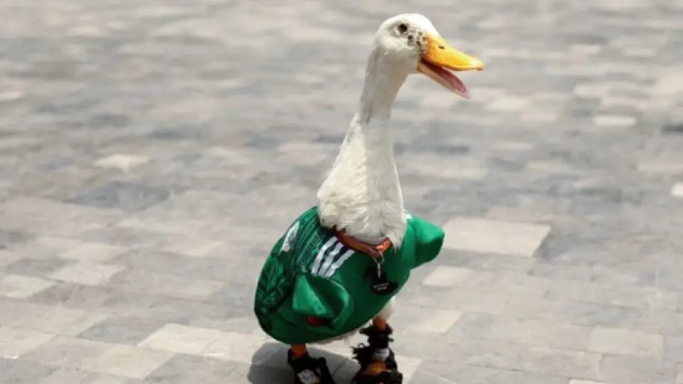 Se hacen patos: Merlín no podrá entrar al juego de México vs Chequia