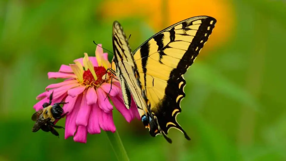 Abejas, colibríes, murciélagos y mariposas serán especies de protección prioritaria / Garden Tech