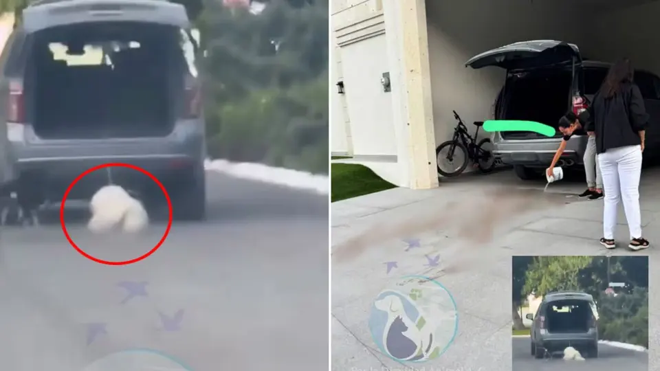 La muerte del perro intensificó las exigencias de justicia en Coahuila / Dignidad Animal A.C.