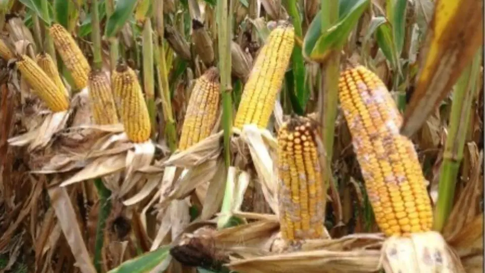 Los cambios en la producción agrícola podrían impactar el precio de algunos alimentos / Especial