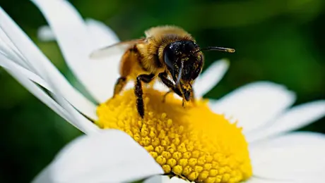 CDMX blinda a las abejas, colibríes, murciélagos y otros polarizadores con nueva ley