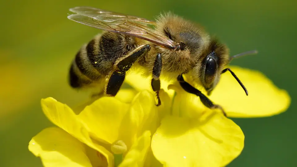La capital impulsará acciones para proteger a las especies que favorecen la biodiversidad / Especial