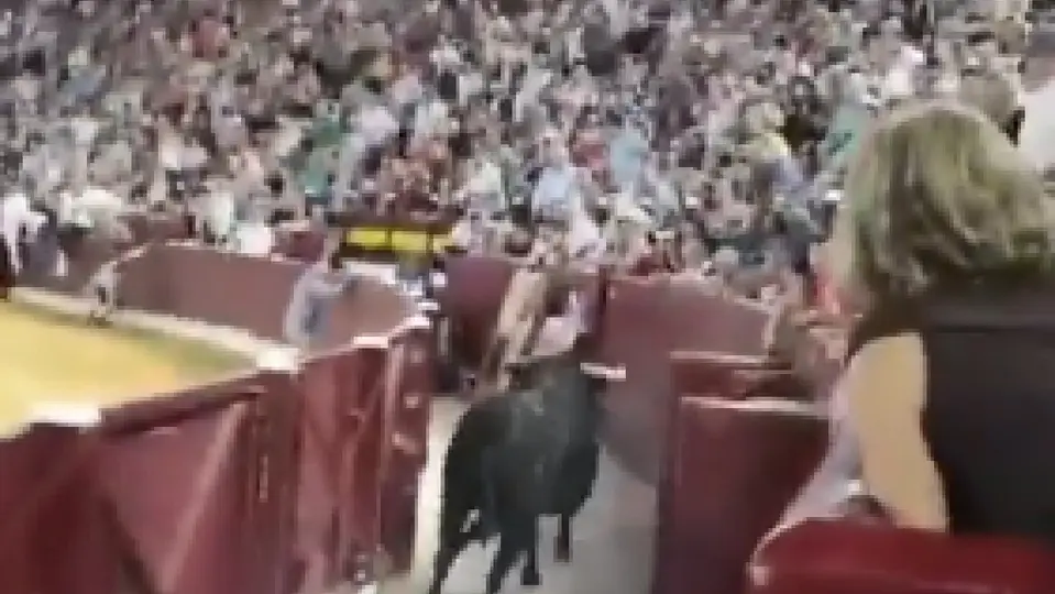 Toro cayó en el pasillo y afortunadamente y gracias a Dios no pasó a mayores | CAPTURA DE PANTALLA
