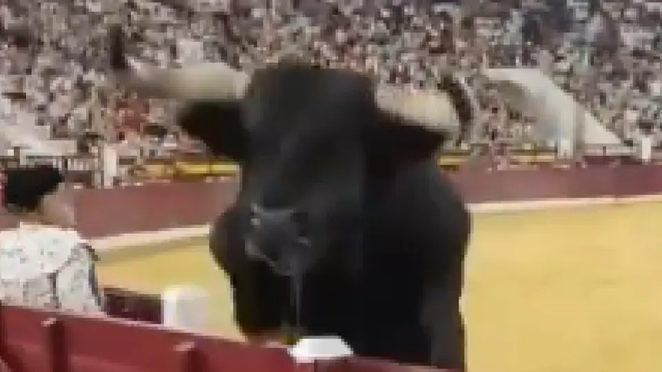 ¿Pajarito eres tú? Video capta salto escalofriante de toro en las gradas durante Feria Taurina