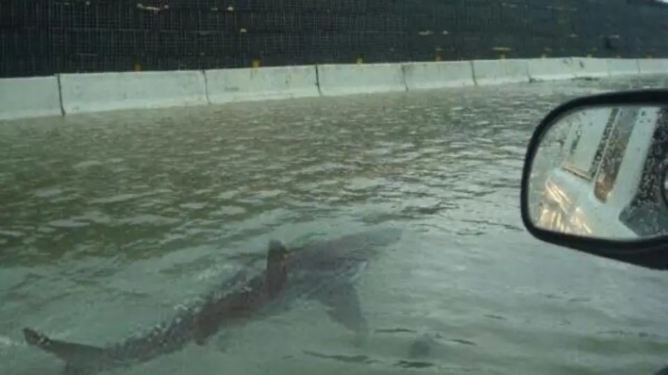 Huracán Ian: Grabaron a un tiburón nadando en las calles de Florida