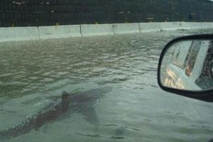 Huracán Ian: Grabaron a un tiburón nadando en las calles de Florida