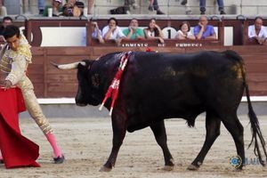 Alejandro Adame dio la única vuelta en la novillada concurso de Madrid