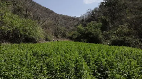 Marihuana: ¿Cuáles son los peligros de los cannabinoides sintéticos?