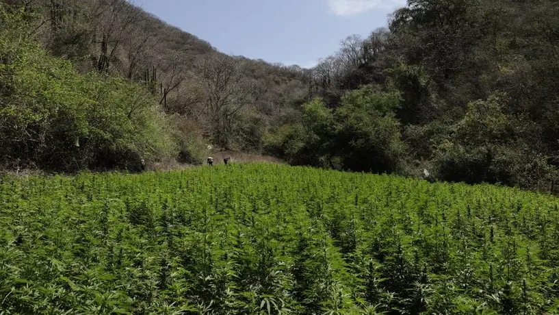 Marihuana: ¿Cuáles son los peligros de los cannabinoides sintéticos?