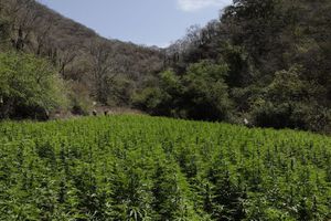 Marihuana: ¿Cuáles son los peligros de los cannabinoides sintéticos?