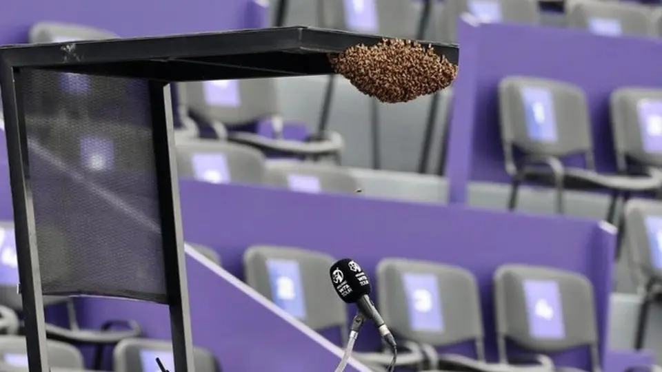 Abierto de Guadalajara: Juego se retrasó debido a la presencia de un panal de abejas