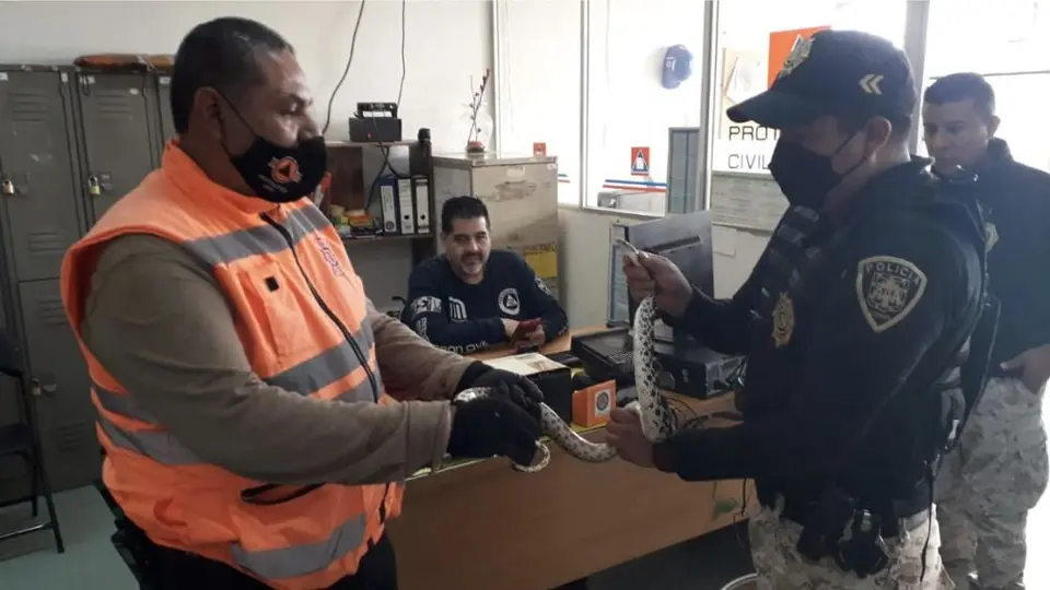 Serpiente es encontrada y rescatada en el Metro de la CDMX