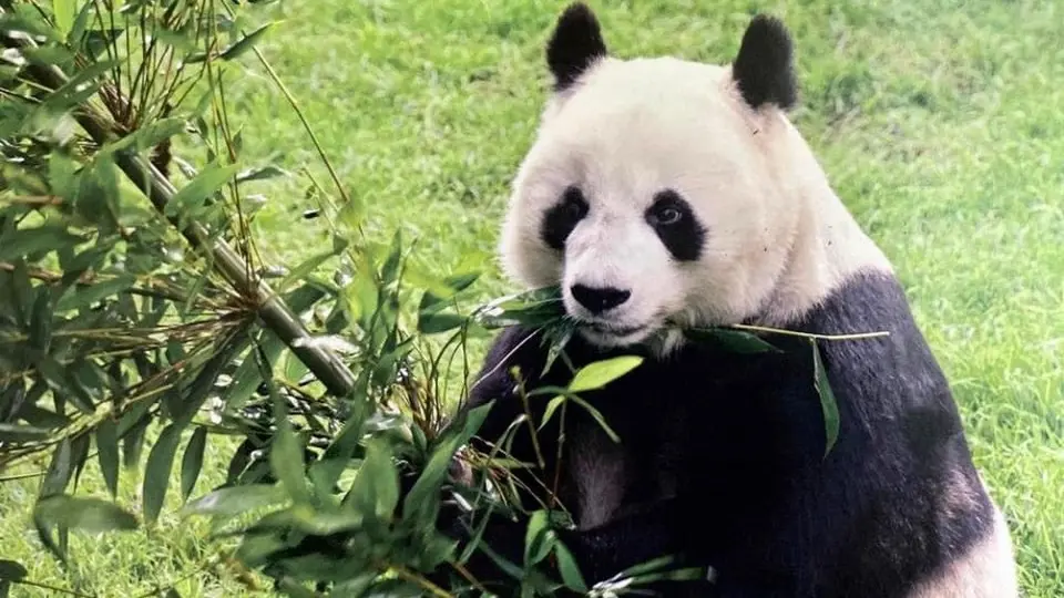 Falleció Shuan Shuan, la panda más longeva de México, en el Bosque de Chapultepec