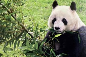 Falleció Shuan Shuan, la panda más longeva de México, en el Bosque de Chapultepec