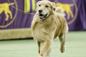 Día del Perro: Lugares en México donde festejar a las mascotas