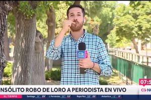 Loro robó el audífono de periodista que hablaba de la inseguridad en Chile