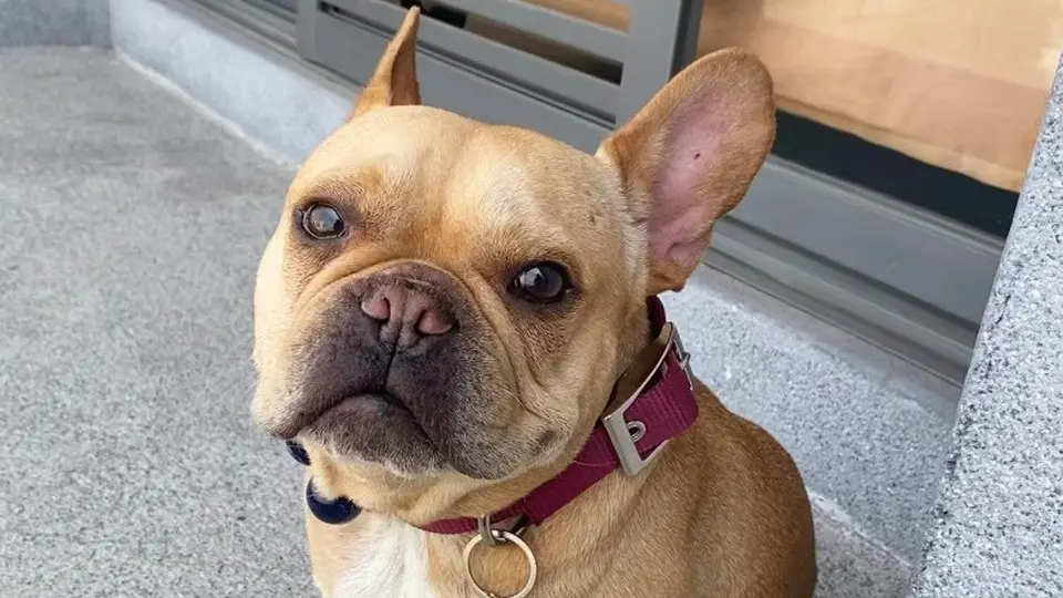 Cleto, el perro influencer que junto a su dueña levantó una empresa para mascotas