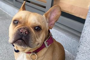 Cleto, el perro influencer que junto a su dueña levantó una empresa para mascotas