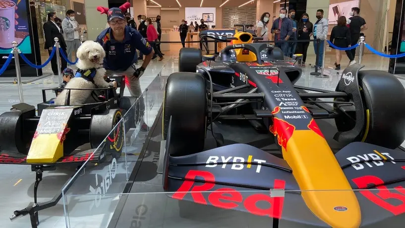 Checo Pérez: Fabbio, el perrito que viaja en una réplica del RB18 por las calles de la CMDX