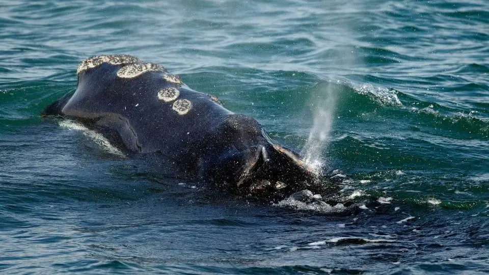 Video: Captaron momento exacto en el que una ballena se 'traga' a dos mujeres