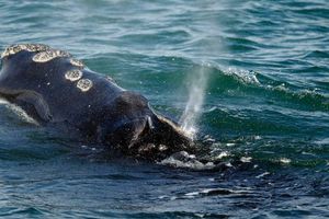 Video: Captaron momento exacto en el que una ballena se 'traga' a dos mujeres