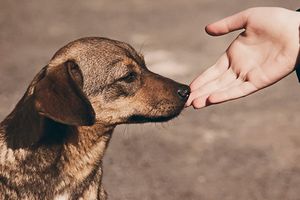 Qatar 2022: ¿Existen perros callejeros en el país mundialista?