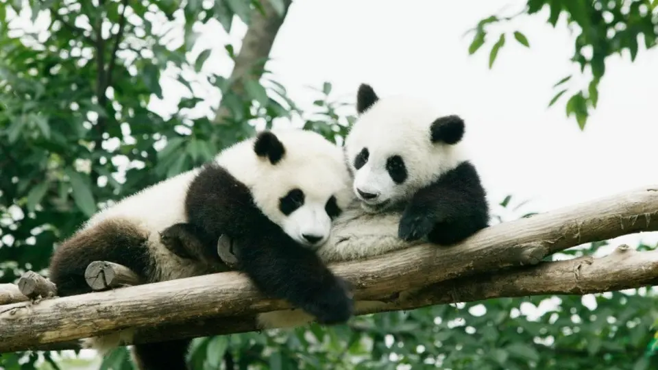 Qatar 2022: China regaló osos pandas al país sede como regalo por el Mundial