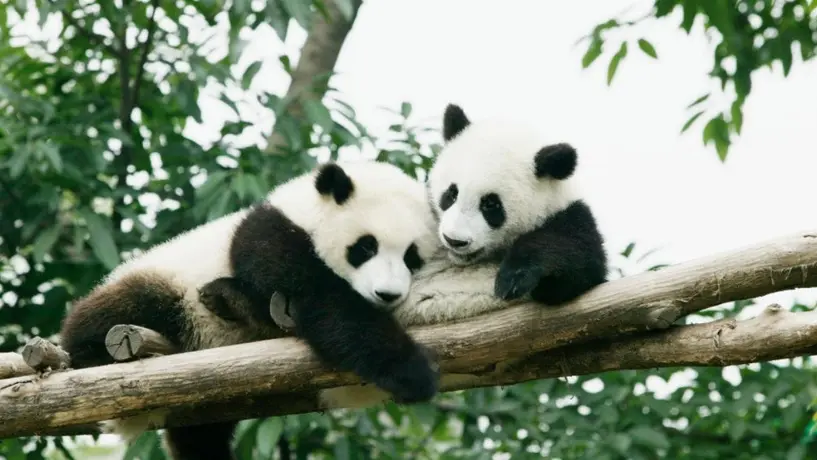 Qatar 2022: China regaló osos pandas al país sede como regalo por el Mundial