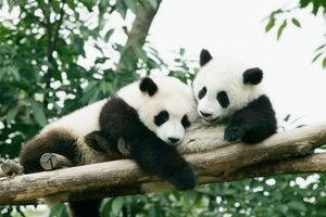 Qatar 2022: China regaló osos pandas al país sede como regalo por el Mundial