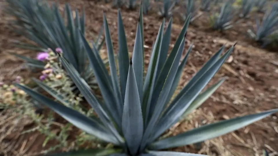 Día Internacional del Tequila: INEGI compartió los números de producción en México