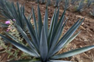 Día Internacional del Tequila: INEGI compartió los números de producción en México