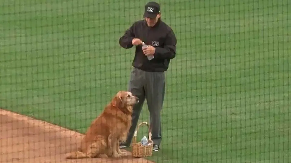 VIDEO: El tierno perrito que trabaja como aguador en el beisbol