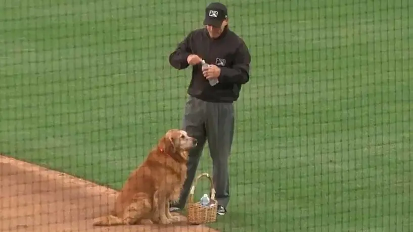VIDEO: El tierno perrito que trabaja como aguador en el beisbol