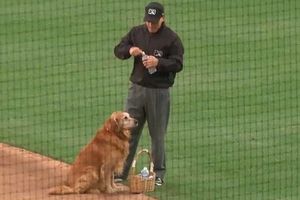 VIDEO: El tierno perrito que trabaja como aguador en el beisbol