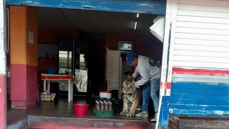 Hidalgo: Tigre deambuló en calles y se metió a local de tacos