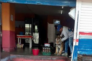 Hidalgo: Tigre deambuló en calles y se metió a local de tacos