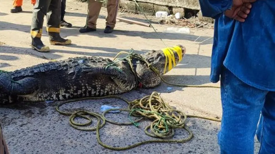Cocodrilo mató a hombre y deambuló con el cuerpo por la orilla de una laguna en Tamaulipas