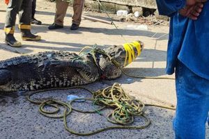 Cocodrilo mató a hombre y deambuló con el cuerpo por la orilla de una laguna en Tamaulipas