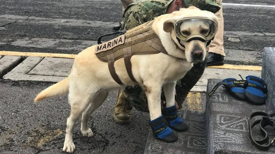 Frida: La perrita rescatista del sismo del 19 de septiembre falleció este martes