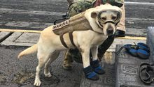 Frida: La perrita rescatista del sismo del 19 de septiembre falleció este martes
