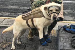 Frida: La perrita rescatista del sismo del 19 de septiembre falleció este martes