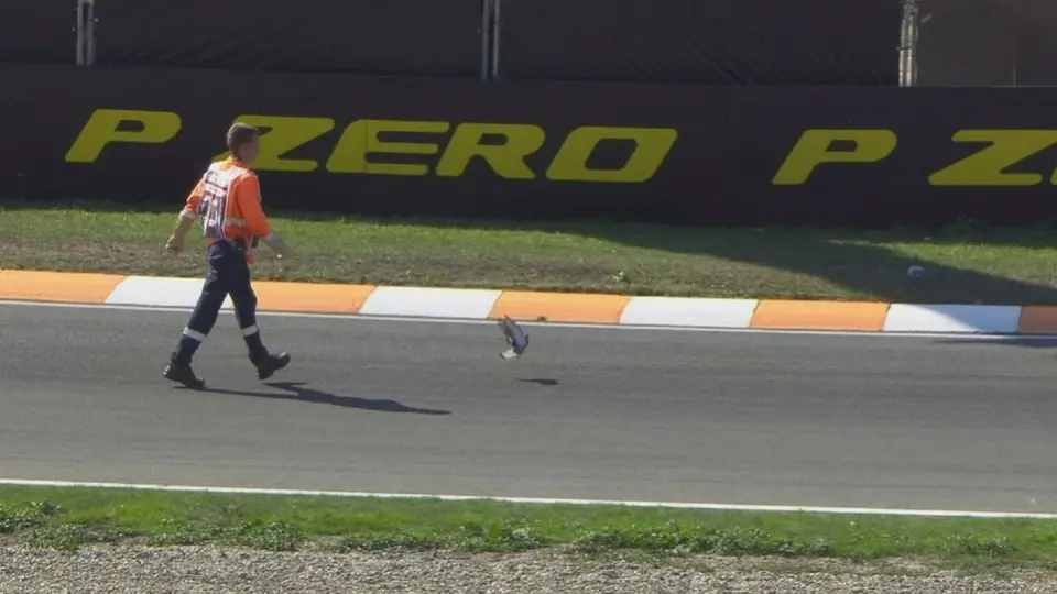 Fórmula 1: Un grupo de palomas detuvieron la Qualy del GP de Países Bajos