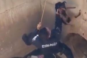 Sinaloa: Policía rescató a un perro que se encontraba dentro de un drenaje pluvial