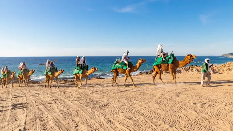 Qatar 2022: ¿Se pueden rentar camellos en el país sede de la Copa del Mundo?