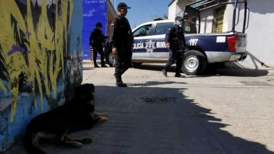 Oaxaca: Perro fue visto paseando con un brazo en el hocico