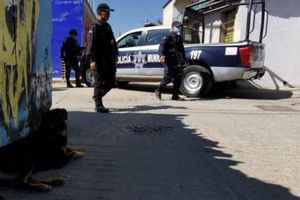 Oaxaca: Perro fue visto paseando con un brazo en el hocico