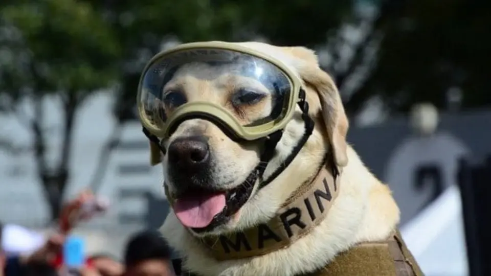 Frida: ¿Cuáles fueron los actos heroicos de la perrita rescatista?
