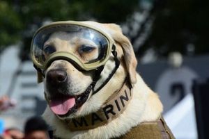 Frida: ¿Cuáles fueron los actos heroicos de la perrita rescatista?