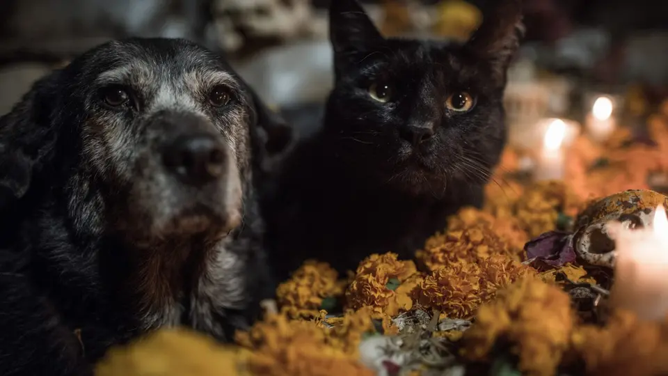 El organismo recomendó reforzar la seguridad de los hogares para evitar que los animales sean sustraídos./especial